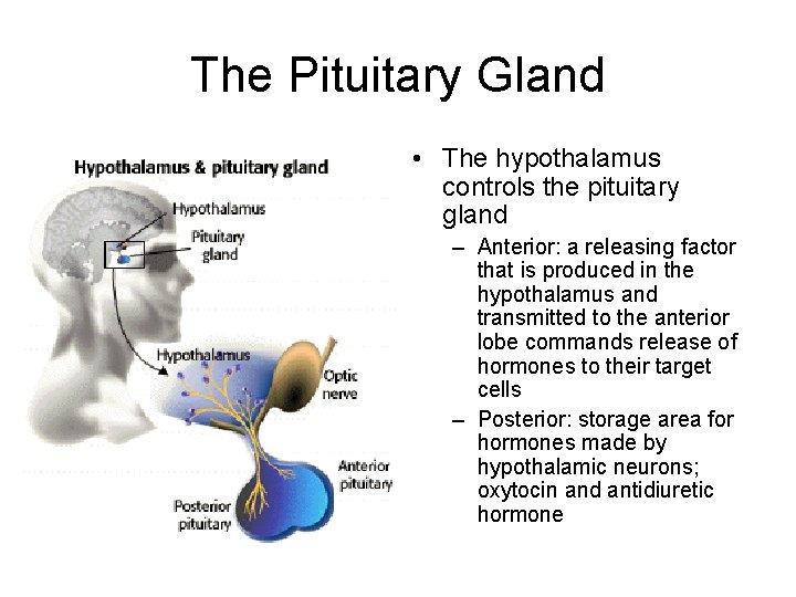 The Pituitary Gland • The hypothalamus controls the pituitary gland – Anterior: a releasing