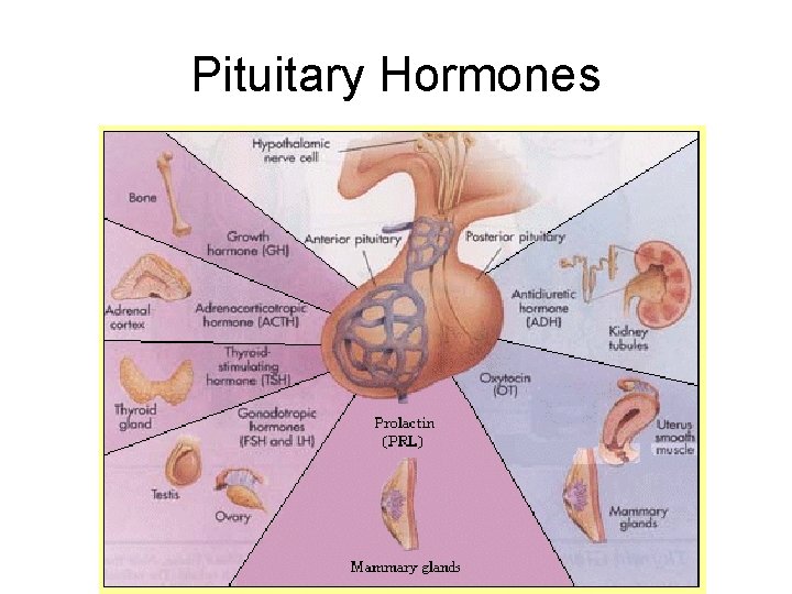 Pituitary Hormones 