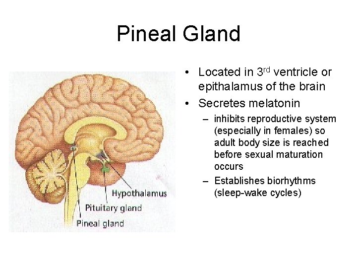 Pineal Gland • Located in 3 rd ventricle or epithalamus of the brain •