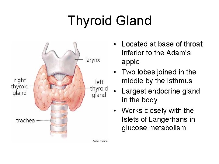 Thyroid Gland • Located at base of throat inferior to the Adam’s apple •