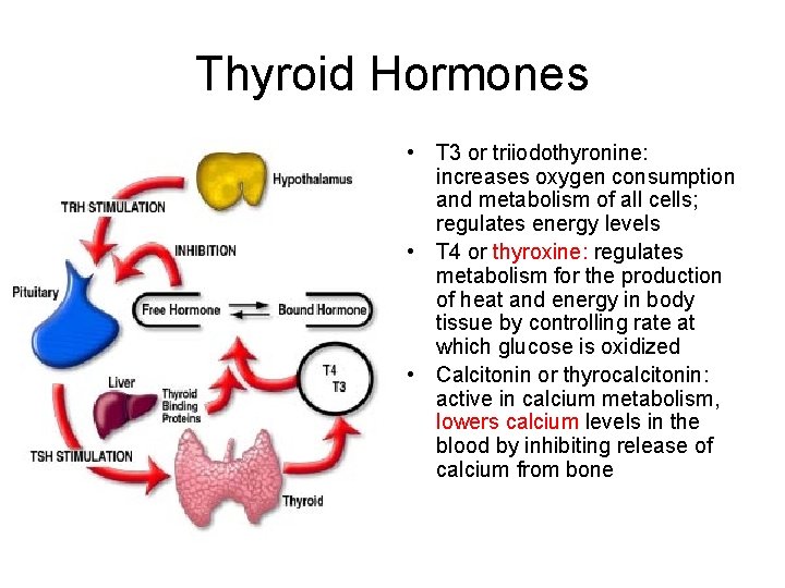 Thyroid Hormones • T 3 or triiodothyronine: increases oxygen consumption and metabolism of all