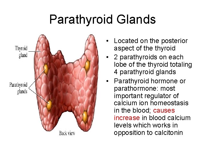 Parathyroid Glands • Located on the posterior aspect of the thyroid • 2 parathyroids