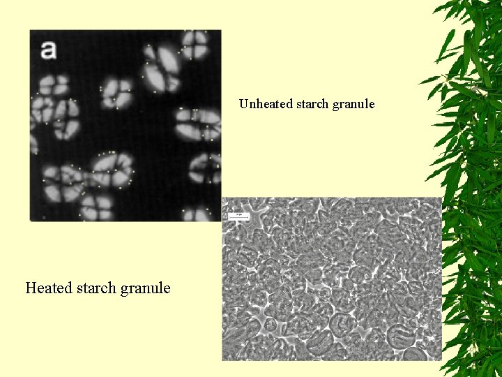  Unheated starch granule Heated starch granule 