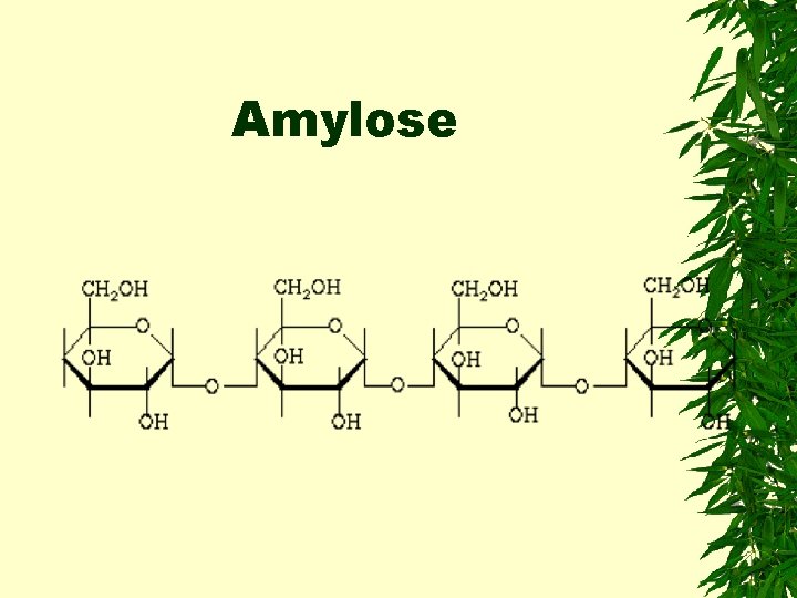 Amylose 