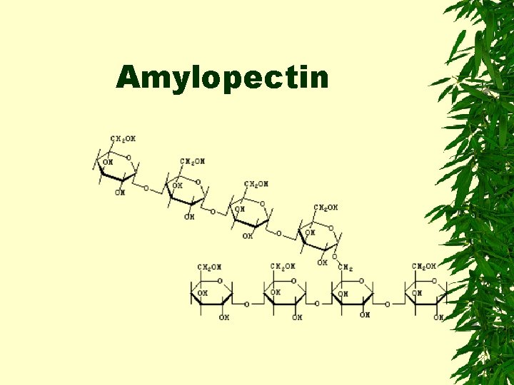 Amylopectin 