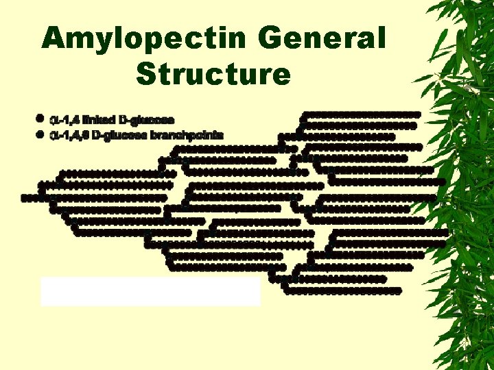 Amylopectin General Structure 