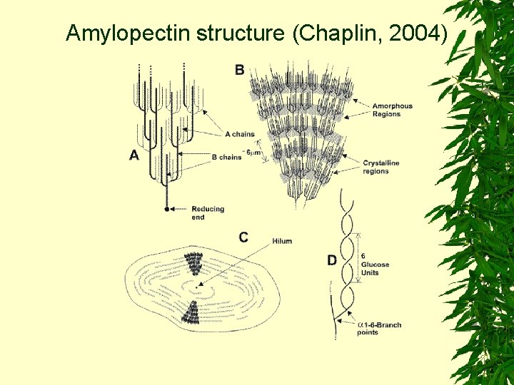 Amylopectin structure (Chaplin, 2004) 