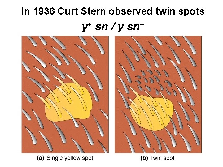 In 1936 Curt Stern observed twin spots y+ sn / y sn+ 