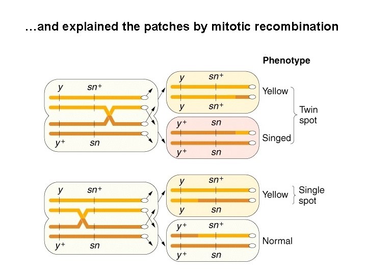 …and explained the patches by mitotic recombination 