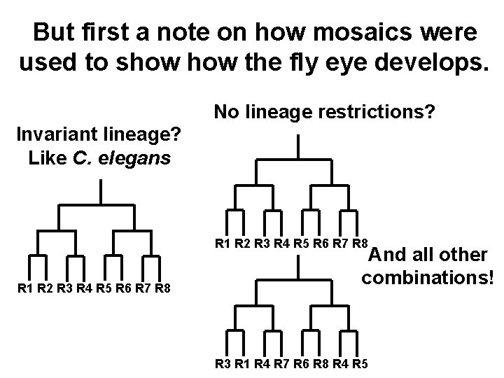 But first a note on how mosaics were used to show the fly eye