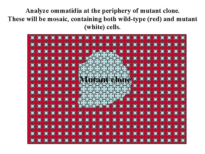 Analyze ommatidia at the periphery of mutant clone. These will be mosaic, containing both