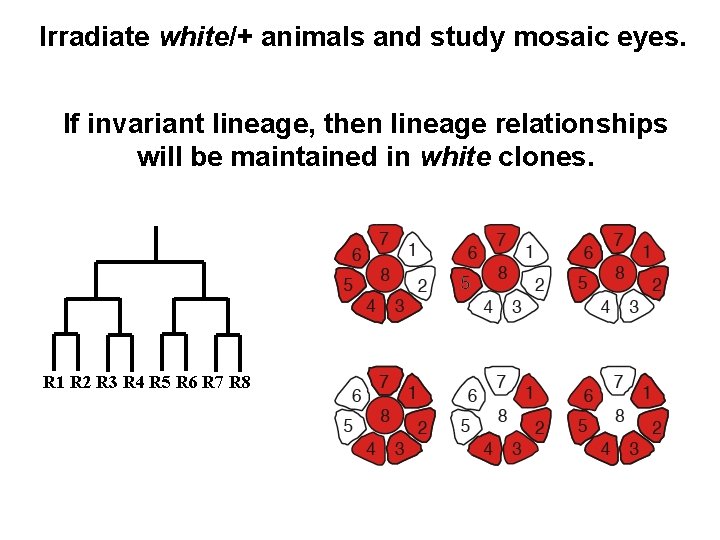 Irradiate white/+ animals and study mosaic eyes. If invariant lineage, then lineage relationships will