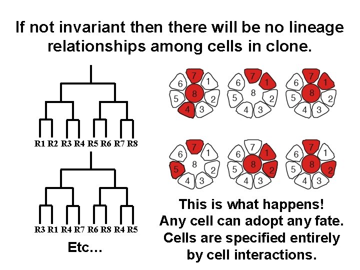 If not invariant then there will be no lineage relationships among cells in clone.