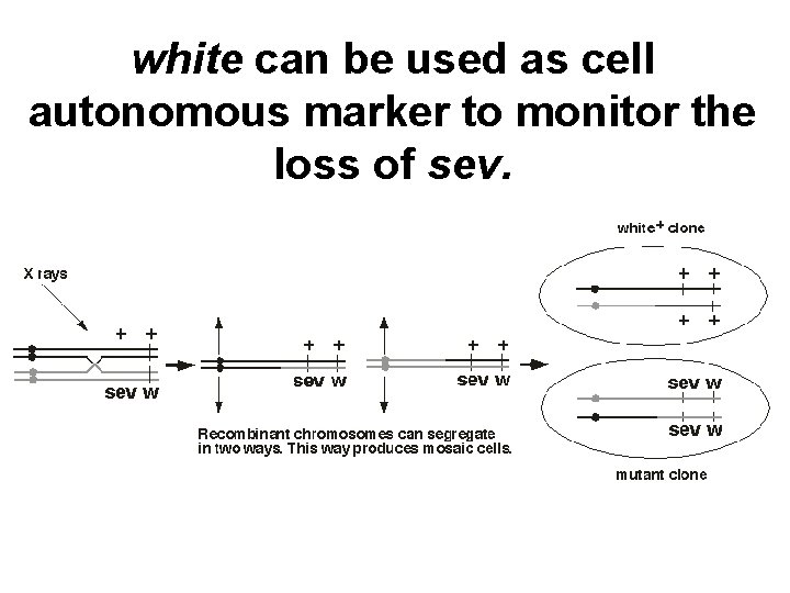 white can be used as cell autonomous marker to monitor the loss of sev.