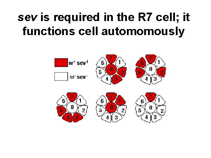 sev is required in the R 7 cell; it functions cell automomously 