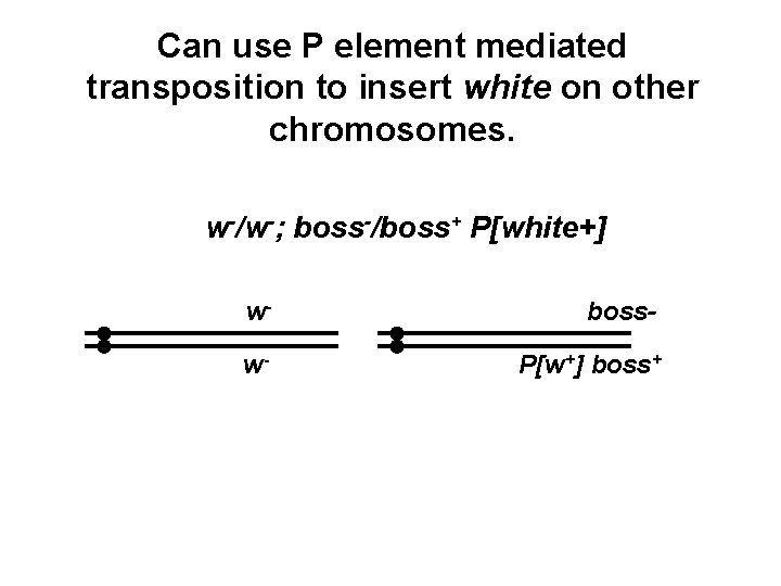 Can use P element mediated transposition to insert white on other chromosomes. w-/w-; boss-/boss+