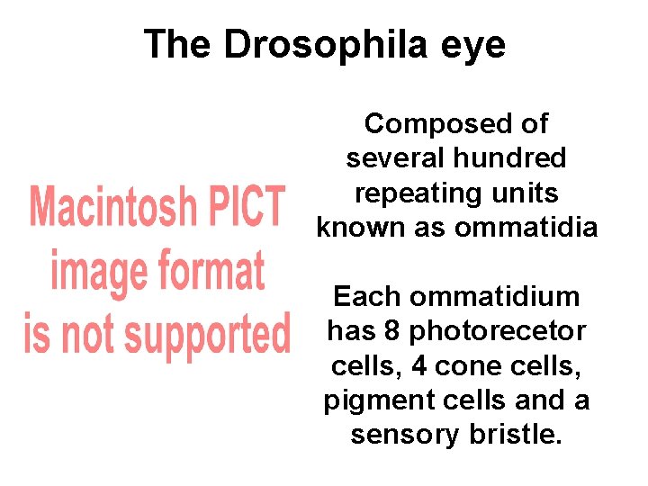 The Drosophila eye Composed of several hundred repeating units known as ommatidia Each ommatidium