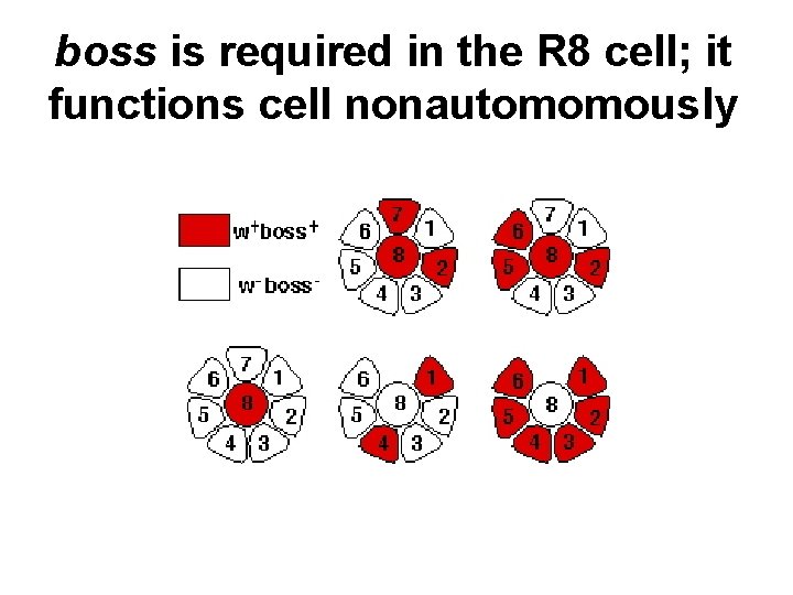 boss is required in the R 8 cell; it functions cell nonautomomously 