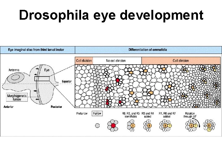 Drosophila eye development 