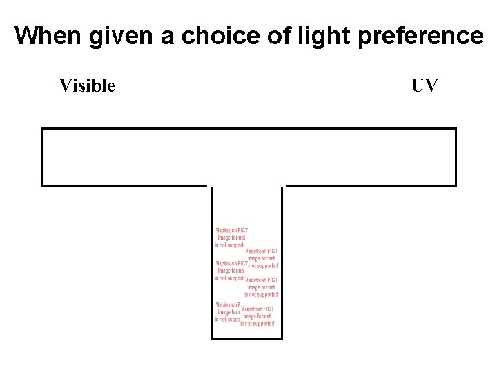 When given a choice of light preference Visible UV 