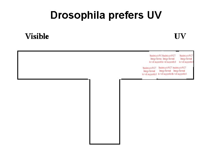 Drosophila prefers UV Visible UV 