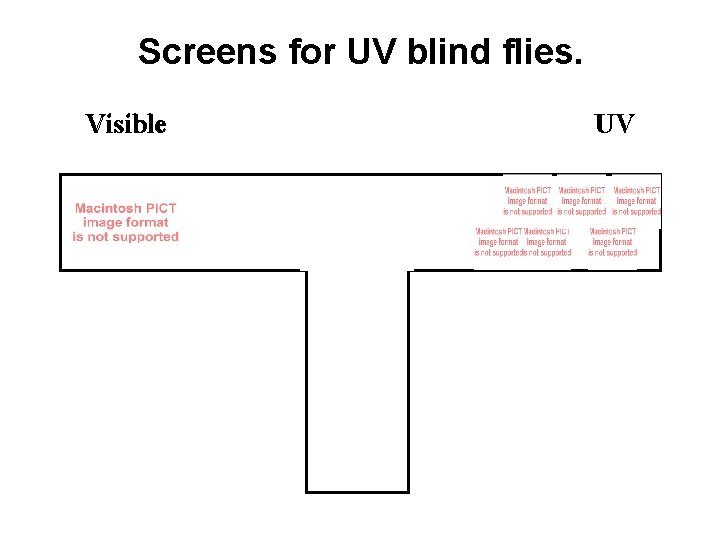 Screens for UV blind flies. Visible UV 