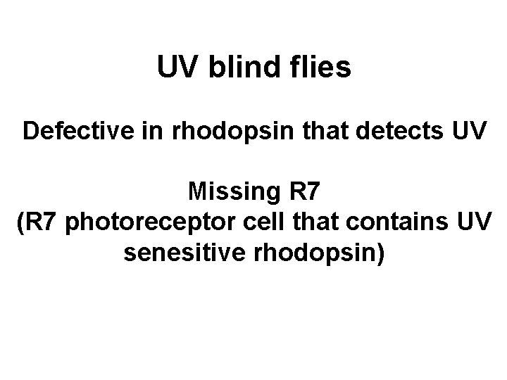 UV blind flies Defective in rhodopsin that detects UV Missing R 7 (R 7