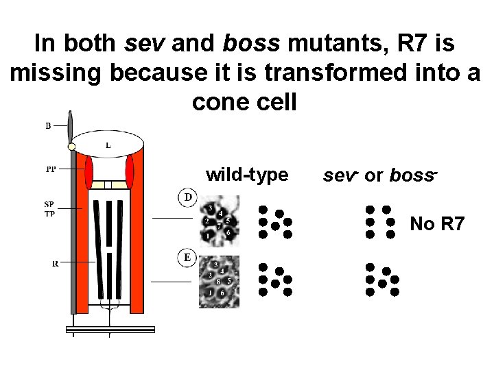 In both sev and boss mutants, R 7 is missing because it is transformed