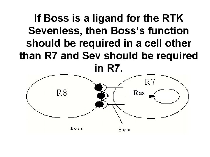 If Boss is a ligand for the RTK Sevenless, then Boss’s function should be