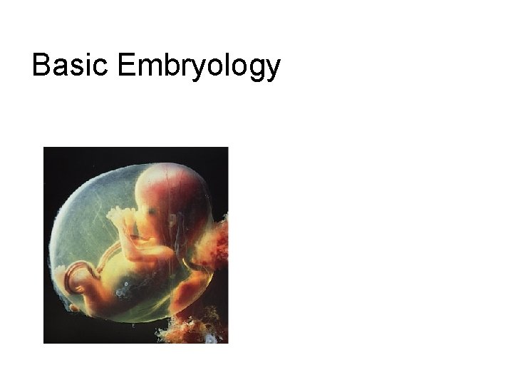 Basic Embryology 