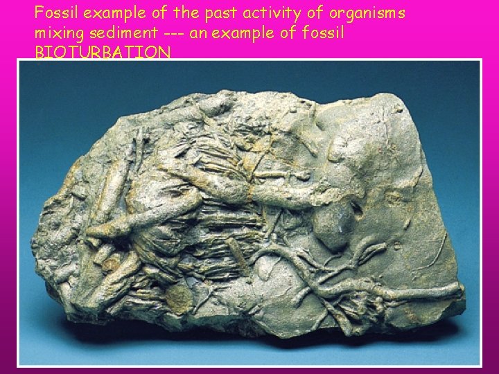 Fossil example of the past activity of organisms mixing sediment --- an example of