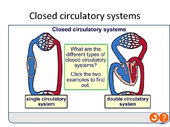 Closed circulatory systems 