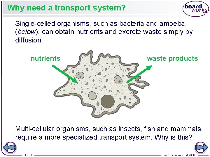 Why need a transport system? Single-celled organisms, such as bacteria and amoeba (below), can