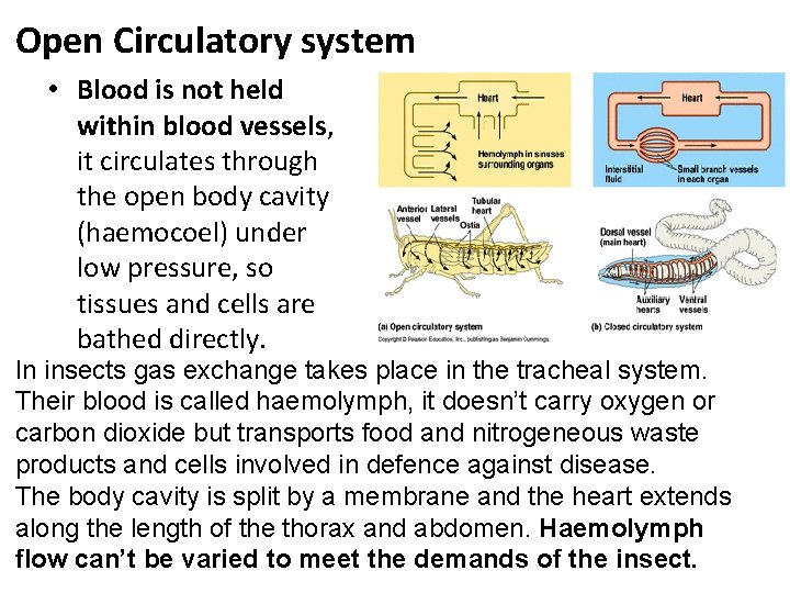 Open Circulatory system • Blood is not held within blood vessels, it circulates through