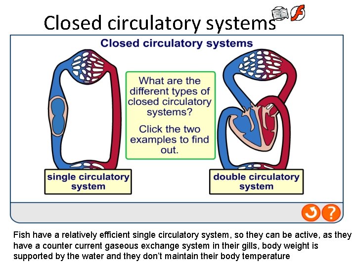 Closed circulatory systems Fish have a relatively efficient single circulatory system, so they can