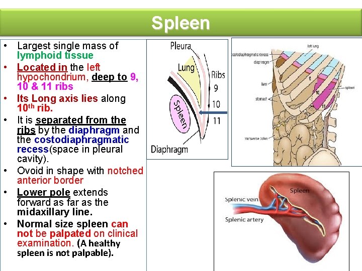 Liver Spleen Dr Sanaa Dr Vohra 1 Objectives liver-spleen-dr-sanaa-dr-vohra-1-objectives