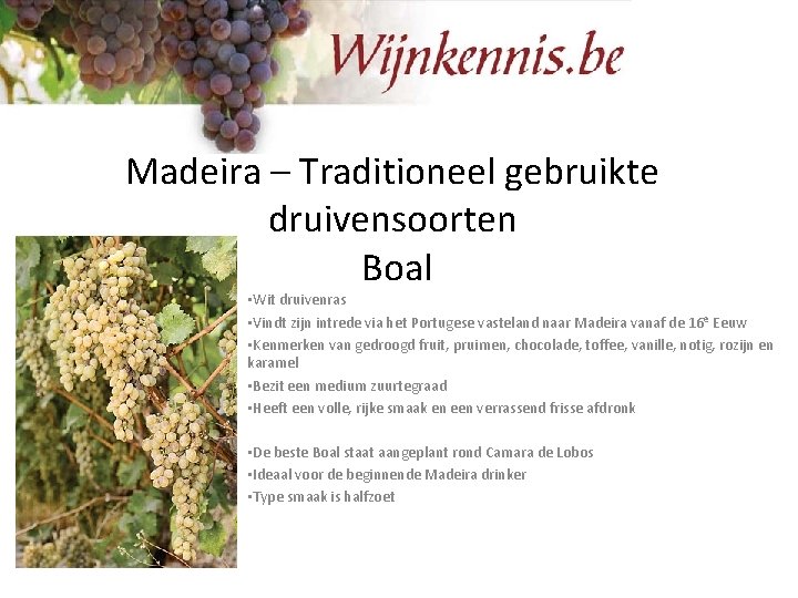 Madeira – Traditioneel gebruikte druivensoorten Boal • Wit druivenras • Vindt zijn intrede via