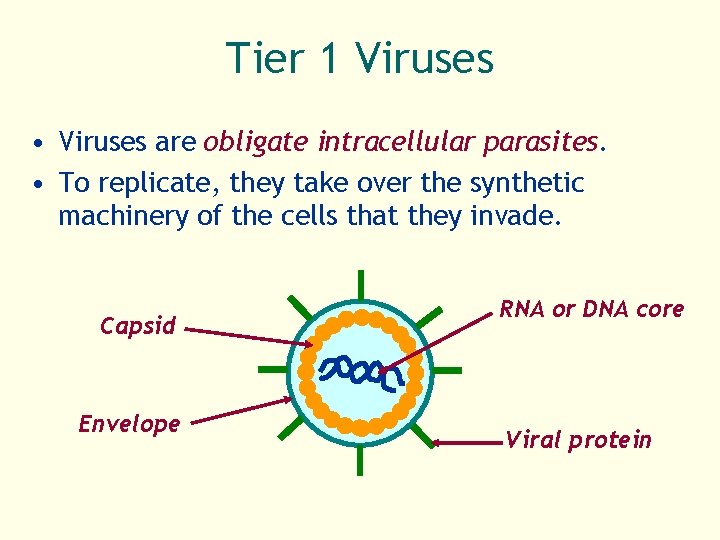 Tier 1 Viruses • Viruses are obligate intracellular parasites. • To replicate, they take Tier 1 Viruses • Viruses are obligate intracellular parasites. • To replicate, they take