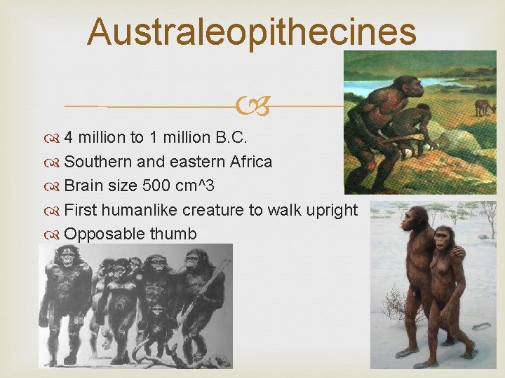 Australeopithecines 4 million to 1 million B. C. Southern and eastern Africa Brain size