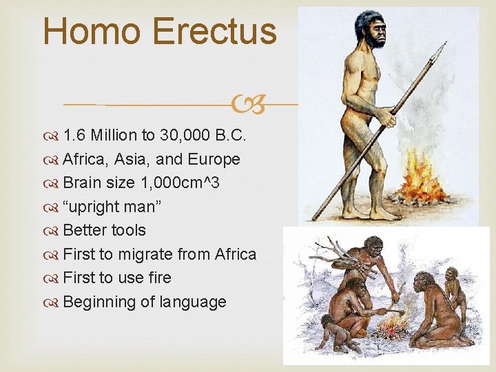 Homo Erectus 1. 6 Million to 30, 000 B. C. Africa, Asia, and Europe