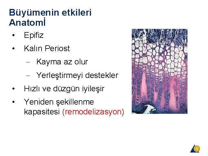 Büyümenin etkileri Anatomİ • Epifiz • Kalın Periost - Kayma az olur - Yerleştirmeyi Büyümenin etkileri Anatomİ • Epifiz • Kalın Periost - Kayma az olur - Yerleştirmeyi