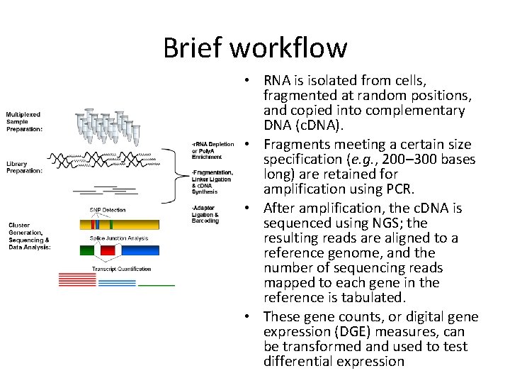 Brief workflow • RNA is isolated from cells, fragmented at random positions, and copied