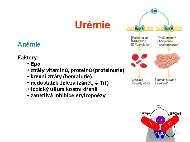 Urémie Anémie Faktory: • Epo • ztráty vitaminů, proteinů (proteinurie) • krevní ztráty (hematurie) Urémie Anémie Faktory: • Epo • ztráty vitaminů, proteinů (proteinurie) • krevní ztráty (hematurie)