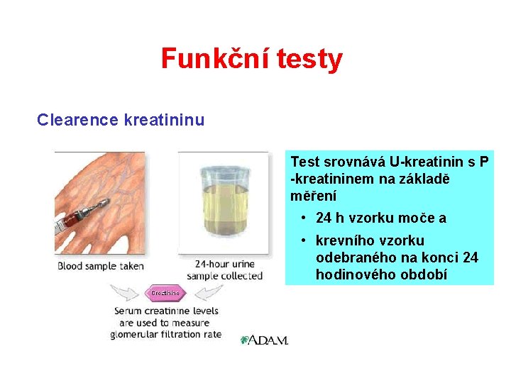 Funkční testy Clearence kreatininu Test srovnává U-kreatinin s P -kreatininem na základě měření • Funkční testy Clearence kreatininu Test srovnává U-kreatinin s P -kreatininem na základě měření •