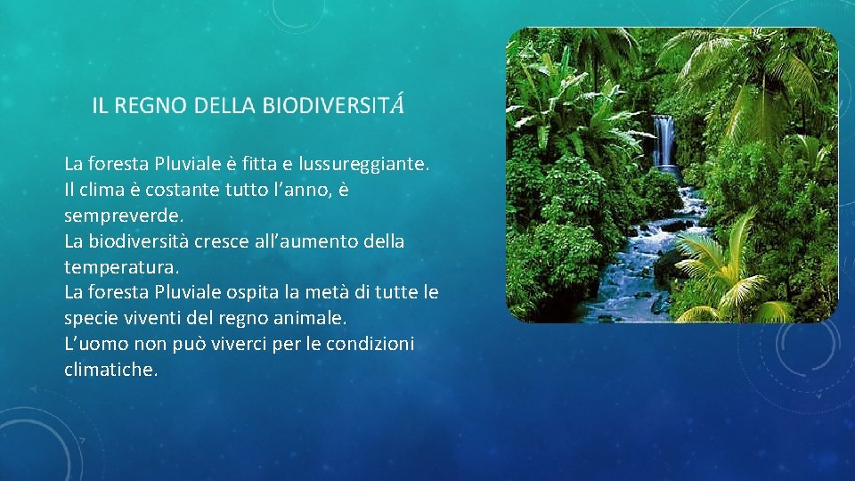  La foresta Pluviale è fitta e lussureggiante. Il clima è costante tutto l’anno,