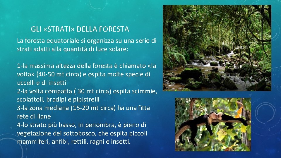 GLI «STRATI» DELLA FORESTA La foresta equatoriale si organizza su una serie di strati