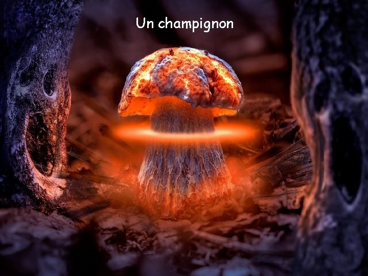 Un champignon 