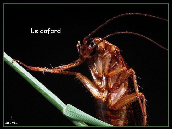 Le cafard à suivre… 