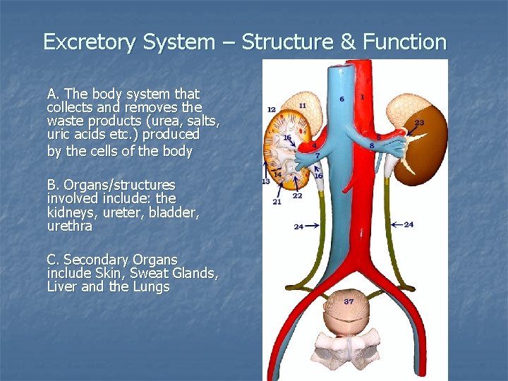 Excretory System – Structure & Function A. The body system that collects and removes