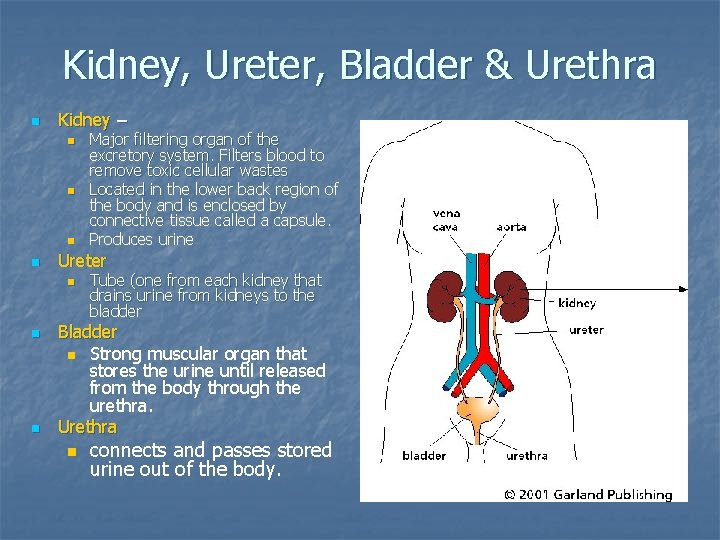 Kidney, Ureter, Bladder & Urethra n Kidney – n n Ureter n n n